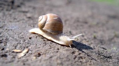 Kahverengi kabuklu büyük salyangoz Achatina ve parktaki kuru zeminde sürünen dokunaçlar.