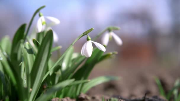 Flores de nieve temblando en el viento en un día de primavera — Vídeo de stock