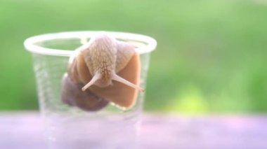 Plastik camın üzerinde sürünen büyük bir salyangoz.