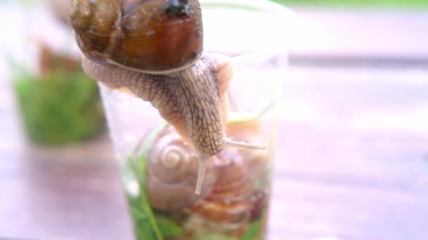 Een grote slak kruipt over een plastic glas close-up — Stockvideo