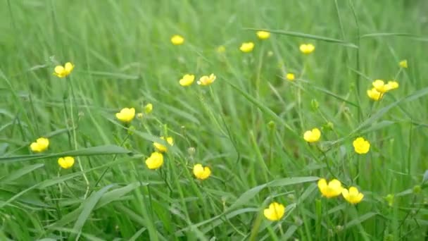 Жовті польові квіти у високій траві, що погойдуються на вітрі та сяють у яскравому сонячному світлі та блакитному небі, літньому фоні — стокове відео