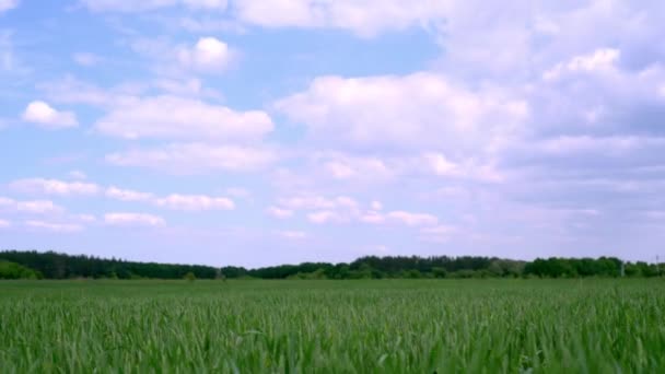 Vysoká tráva kymácející se ve větru proti modré obloze s bílými mraky, letní krajina pozadí — Stock video