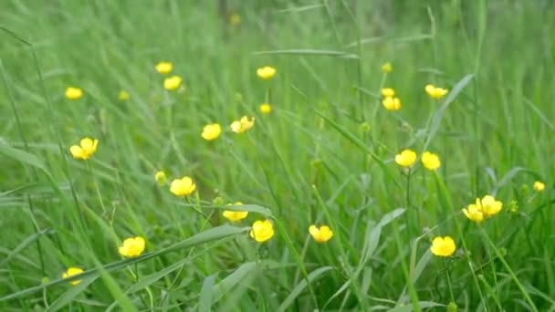 Žluté květy ve vysoké trávě houpající se ve větru a třpytící se v jasném slunečním světle a modré obloze, letní pozadí — Stock video