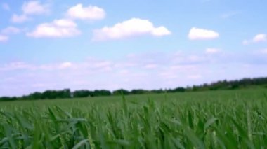 Rüzgarda sallanan uzun otlar beyaz bulutlu mavi gökyüzüne karşı yaz manzarası arka planında