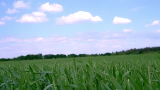 背の高い草は白い雲、夏の風景の背景と青空に向かって風に揺れる — ストック動画