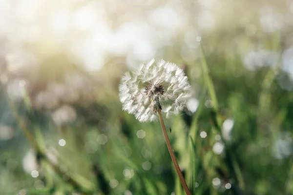 开蒲公英种子头的绿色夏天的背景 白色蒲公英花朵盛开在草地上 夏天的田野 — 图库照片