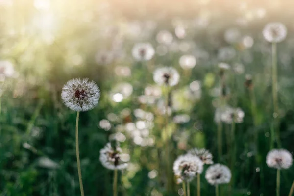 开蒲公英种子头的绿色夏天的背景 白色蒲公英花朵盛开在草地上 夏天的田野 — 图库照片