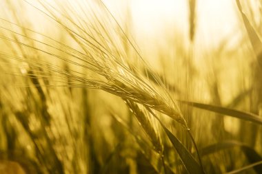Yazın buğday tarlasında olgunlaşmış buğday, yazın sonunda buğday hasadı.