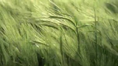Rüzgarda dalgalanan yeşil buğday dalları, yazın başında tarım tarlaları, kırsal alanda tahıl tarlaları