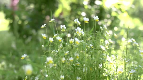 Wilde mietjes bloemen schudden in de wind in een groene zomerweide, vilola driekleurige bloemen in het zomerveld — Stockvideo