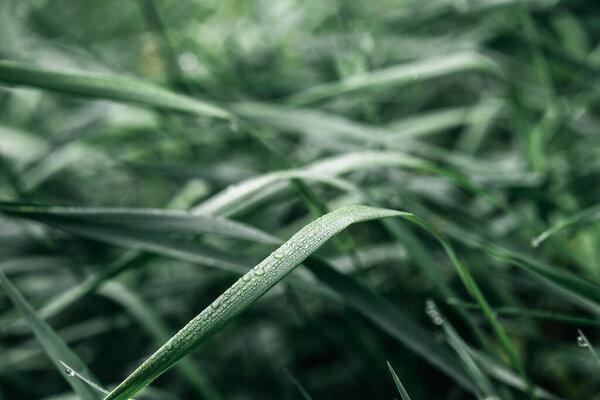 Dark green grass with dew drops summer background