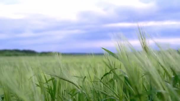 Buğday tarlasında rüzgarda savrulan yeşil buğday dalları, yaz tarımsal arka plan — Stok video