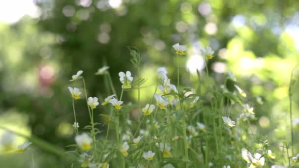 緑の夏の草原の風に揺れる野生のパンジーの花、夏のフィールドのヴィラ三色の花 — ストック動画