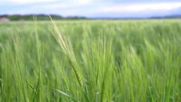 Crampons de blé vert se balançant dans le vent contre ciel nuageux bleu dans le champ de blé, fond agricole d'été — Video