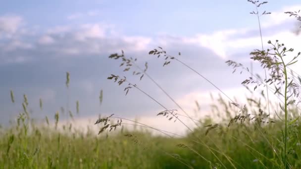Rüzgarda savrulan yeşil çimenler mavi gökyüzü, doğa rahatlığı ve meditasyon arka planıyla — Stok video