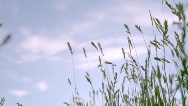 Hierba verde balanceándose en el viento contra el cielo azul nublado, naturaleza relajación y meditación de fondo — Vídeos de Stock