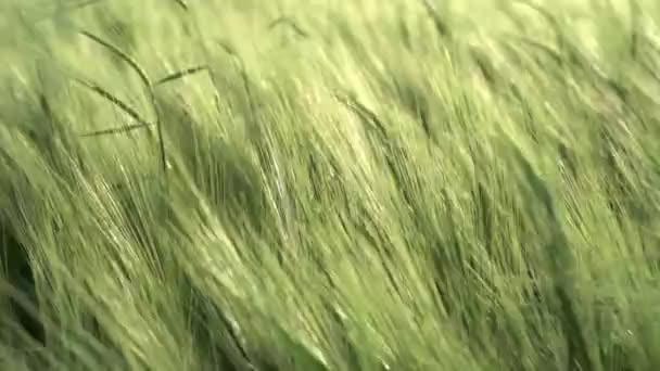 Campo de trigo mar, espigas de trigo verde ondeando en el viento, campo agrícola a principios de verano, campo de cultivo de grano campo fondo — Vídeo de stock