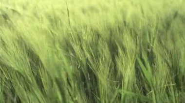 Buğday tarlası denizi, rüzgarda sallanan yeşil buğday dalları, yazın başında tarım tarlaları, kırsal alanda tahıl tarlaları.