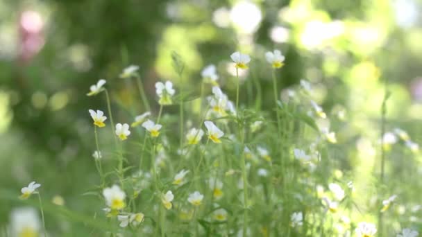 Divoké mléčné květy se třese ve větru na zelené letní louce, vilola trikolóry květiny na letním poli — Stock video