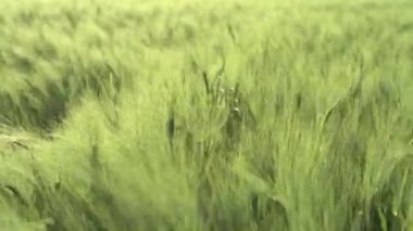 Buğday tarlası denizi, rüzgarda sallanan yeşil buğday dalları, yazın başında tarım tarlaları, kırsal alanda tahıl tarlaları.