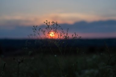 Yaz günbatımı kırsal manzara, gün batımı akşam ışığı sıcak ve güzel bir yaz günü. Yaz gündönümü