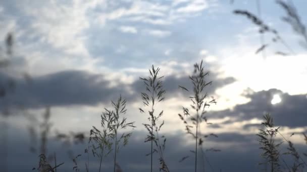 Grama selvagem balançando no vento contra o céu azul nublado, natureza relaxamento e meditação fundo — Vídeo de Stock