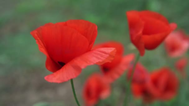 夏天的草甸，夏天的罂粟地，在风中摇曳的红罂粟花 — 图库视频影像