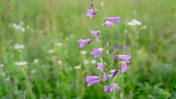 Lilla, ville klokkeblomster som svaier i vinden på grønne sommerenger, landskap om sommeren, sommersolverv – stockvideo