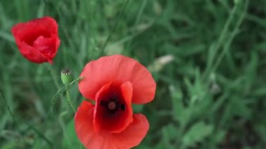 Kırmızı gelincik çiçekleri yaz çayırlarında rüzgarda sallanıyor, gelincik tarlaları, gelincik çiçekleri yakın planda
