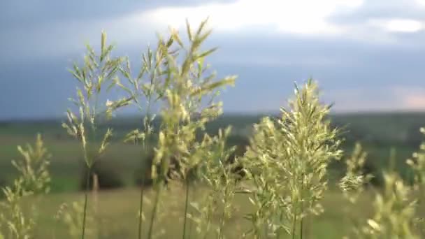 Дикая трава, качающаяся на ветру на фоне закатного неба, отдыха на природе и медитации — стоковое видео