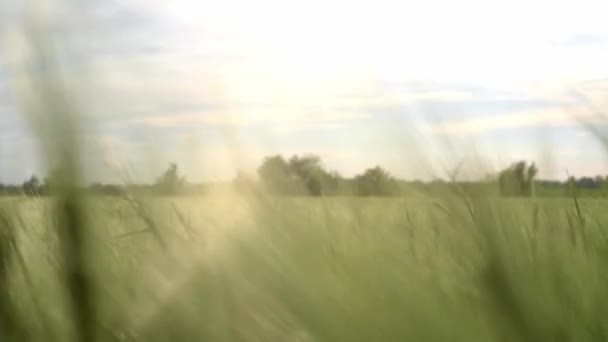 風になびく緑の小麦のスパイク、初夏の農業分野、穀物畑の田舎の背景 — ストック動画