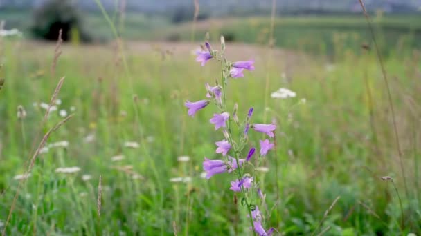 Flores de sino silvestres roxas balançando no vento no prado de verão verde, paisagem rural de verão, o solstício de verão — Vídeo de Stock