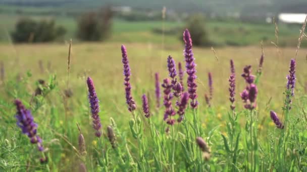 Flori violet sălbatice legănându-se în vânt pe cerul apusului de soare, relaxare în natură și fundal de meditație — Videoclip de stoc