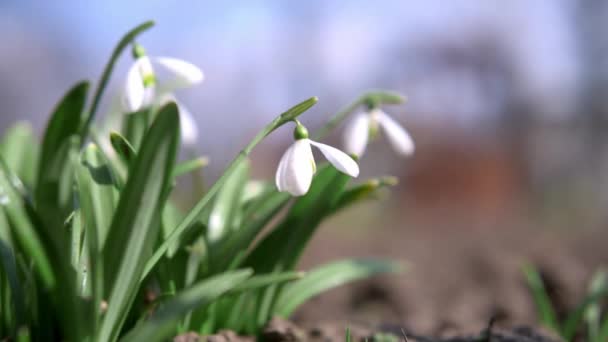 Snowdrop flowers shaking in the wind on a spring day — Stock Video