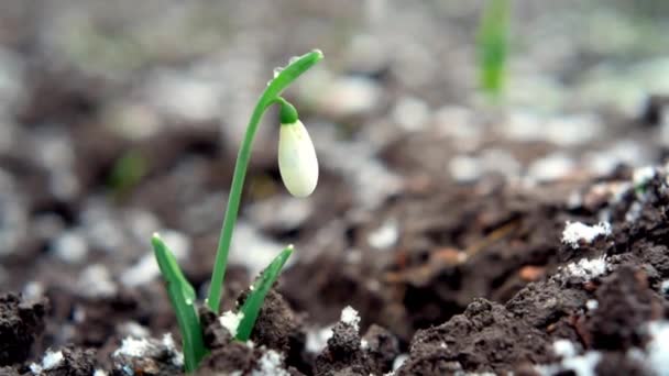 Śnieg pada na kwiaty, pierwsze wiosenne kwiaty wczesną wiosną — Wideo stockowe