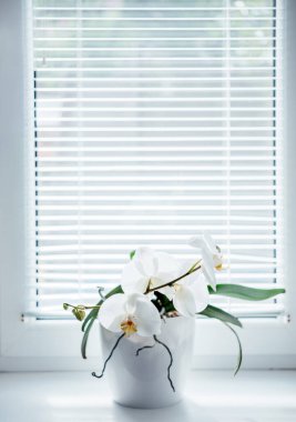 Pencere pervazında çiçek açan beyaz orkide. Panjurların arka planında falaenopsis. Ev çiçekleri