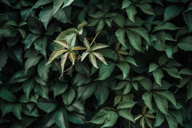 Yeşil yaprak dokusu, yaprak dokusu arka plan. Vahşi üzüm yapraklarının doğal dokusu.