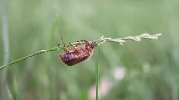 Close-up of light brown june bug crawling on a blade of green grass, may beetle crawling around in the grass — ストック動画