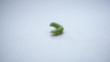 Beyaz arka planda sürünen küçük yeşil bir tırtıl.