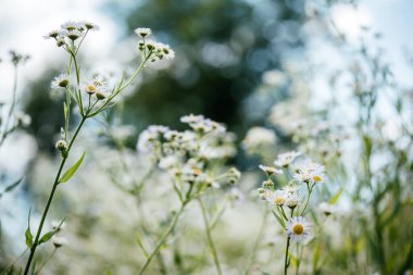 Yaz çiçekleri, papatya çiçekleri, gün batımı çayırları, papatya çiçekleri...