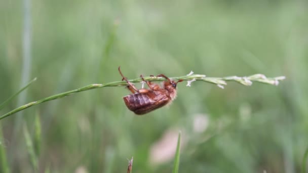 Close-up of light brown june bug crawling on a blade of green grass, may beetle crawling around in the grass — ストック動画