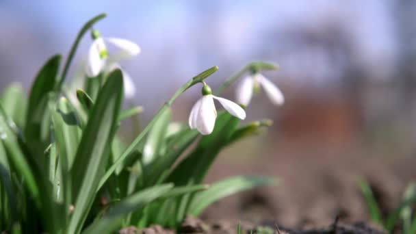 Kwiaty śniegu drżące na wietrze w wiosenny dzień — Wideo stockowe