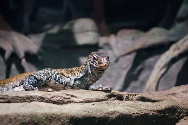 A desert reptile varan at the zoo, an animal in captivity, dragon varan at the zoo terrarium — Stock Photo, Image