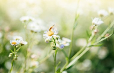 Vahşi papatya çiçekleri ve bir böcekle yaz çiçekleri, yeşil bulanık arka planda papatya çiçekleri.