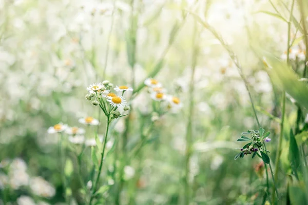 여름 꽃 배경 과 일몰 초원의 야생 카모 마일 꽃들, 야생 카모 마일 꽃 밭 — 스톡 사진