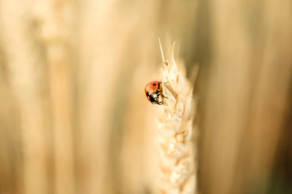 Mariquita arrastrándose sobre el pico de trigo en el campo de trigo amarillo, cosecha de trigo fondo agrícola de verano — Foto de Stock