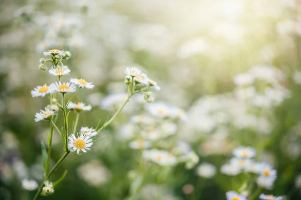 Fondo floral de verano con flores de manzanilla silvestre en el prado del atardecer, campo de flores de manzanilla silvestre —  Fotos de Stock