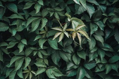 Yeşil yaprak dokusu, yaprak dokusu arka plan. Vahşi üzüm yapraklarının doğal dokusu, sarmaşık yapraklarıyla kaplı yeşil duvar.