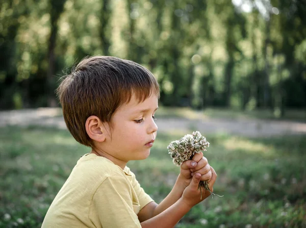 Lindo niño oliendo flores de trébol blanco, recogiendo flores en el verano, actividad al aire libre de los niños de verano — Foto de Stock