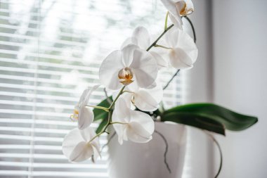 Banyo penceresinde panjurlu beyaz orkide çiçekleri, pencerede yayılmış doğal ışık altında Phalaenopsis veya güve orkidesi, ev bitkisi olarak yetiştirilmesi kolay orkideler.